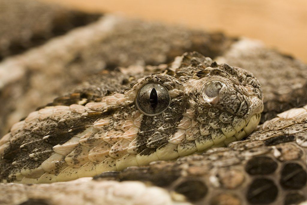 Bitis é um género de víboras venenosas que se distribui pela África e Península Arábica meridional. Inclui as maiores e menores víboras de todo o mundo.