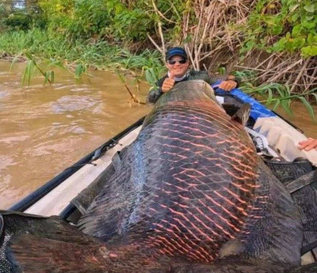 O pirarucu (nome científico: Arapaima gigas) é um dos maiores peixes de águas doces fluviais e lacustres do Brasil. Pode atingir três metros e vinte centímetros e seu peso pode ir até 330 kg.