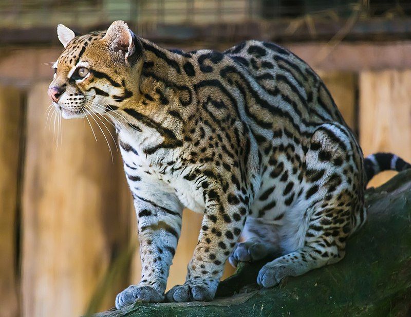 A sua beleza e relativa docilidade já fizeram com que a jaguatirica fosse desejada como um animal de estimação exótico