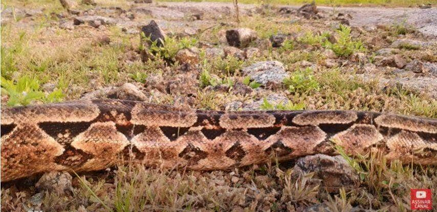 É muito perseguida por caçadores e traficantes de animais, pois tem um valor comercial alto como animal de estimação, além de sua pele poder ser usada na confecção de artefatos de couro.