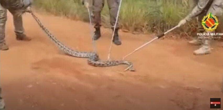 A cobra é altamente adaptável e multiplicável, com potencial de destruição da fauna, como vem ocorrendo nos Everglades, na Flórida (EUA), onde a serpente se espalhou e ameaça outras espécies de extinção.