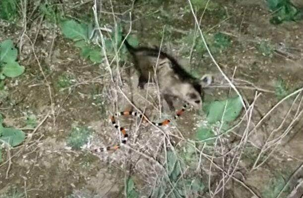 São animais solitários, exceto durante a época reprodutiva. Apresentam hábitos noturnos e crepusculares, se abrigam em cavidades entre rochas ou dentro de troncos ocos, sob a cobertura de arbustos ou plantas mortas e até dentro em tocas, muitas vezes cavadas por eles mesmos.