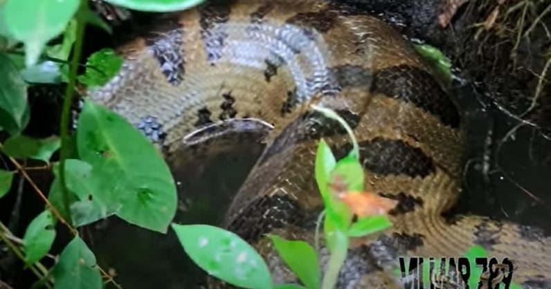 Estas cobras vivem perto de córregos, rios e lagos. Apesar de não serem ágeis em ambiente terrestre, elas são muito rápidas dentro d’água podendo ficar até 30 minutos sem respirar. Possuem hábitos crepusculares e noturnos.