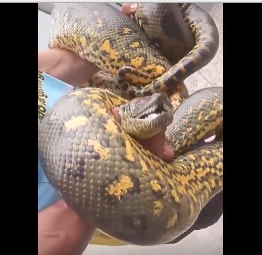 A cor das diferentes espécies de sucuri varia conforme a espécie. A Eunectes murinus possui um colorido de fundo que varia da verde oliva a preta, com pares de ocelos escuros em cada lado do dorso, e o ventre é amarelo, com manchas muito irregulares.