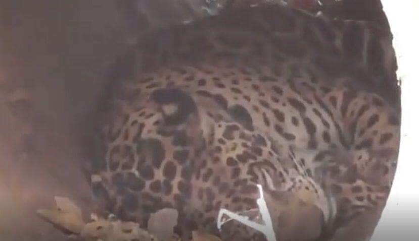É um felino de porte grande, com peso variando de 56 a 92 quilos, podendo chegar a 158 quilos, e comprimento variando de 1,12 a 1,85 m sem a cauda, que é relativamente curta.