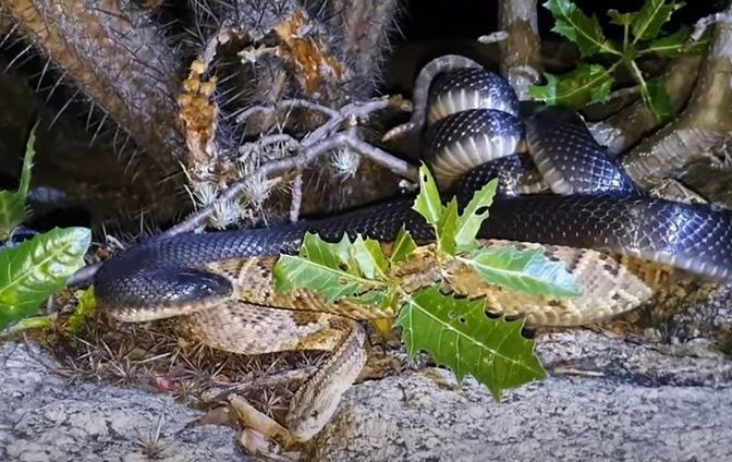 Philodryas nattereri é o nome científico da serpente também designada popularmente como Cobra-corre-campo, cobra-do-mato, corredeira e ubiraquá.