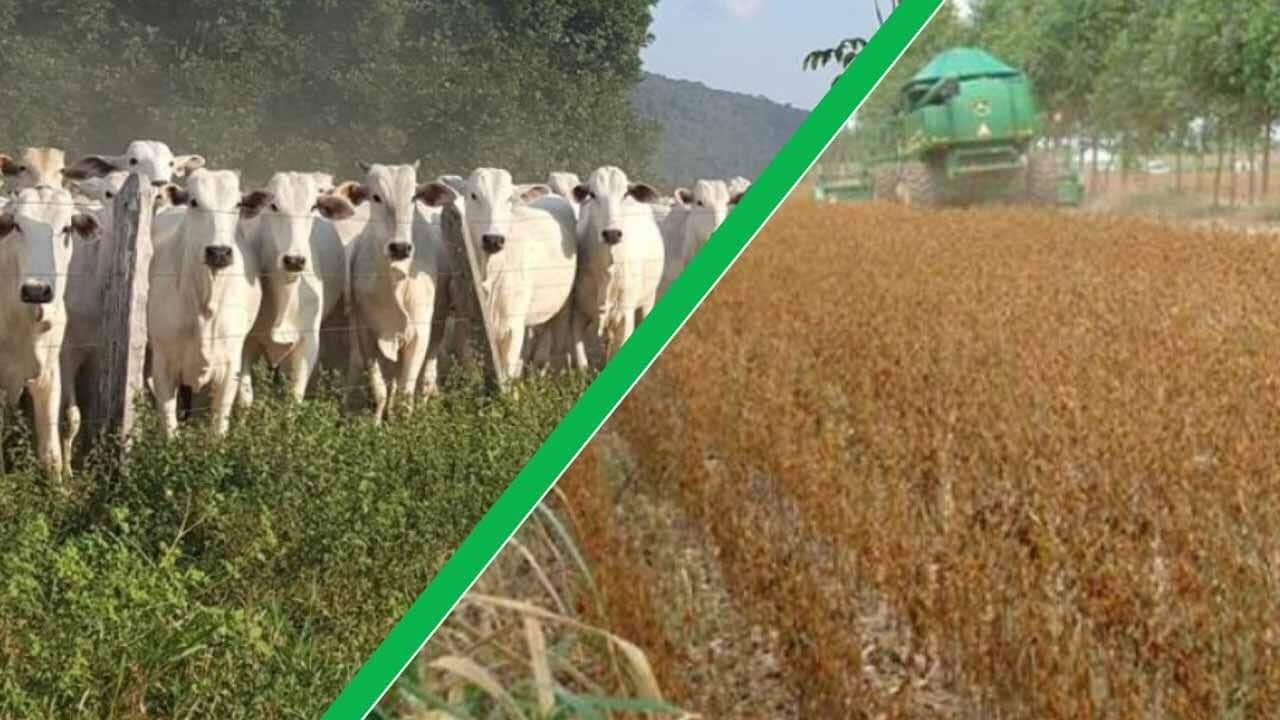 AGRICULTURA E PECUÁRIA