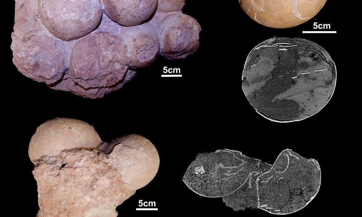 Fósseis brasileiros ajudam a entender como viviam os dinossauros 2 alguns dos ovos achados em ponto alta