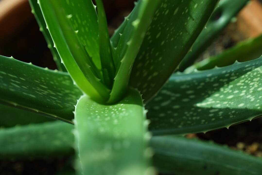 3 plantas medicinais para aliviar a dor da artrite