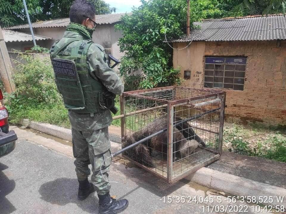 batalhao ambiental da pm ja resgatou 291 animais silvestres na regiao metropolitana