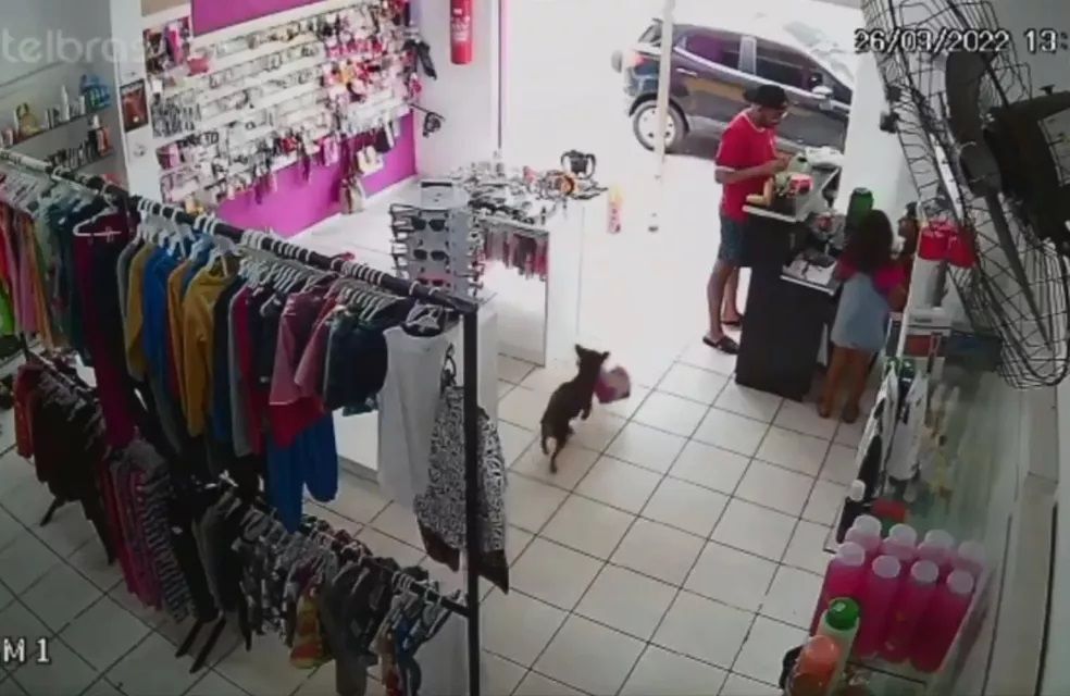 A loja alvo do cachorro comercializa cosméticos e roupas infantis. A proprietária Damaris Rodrigues comentou ao G1 que o cãozinho sempre passa em frente sua loja.
