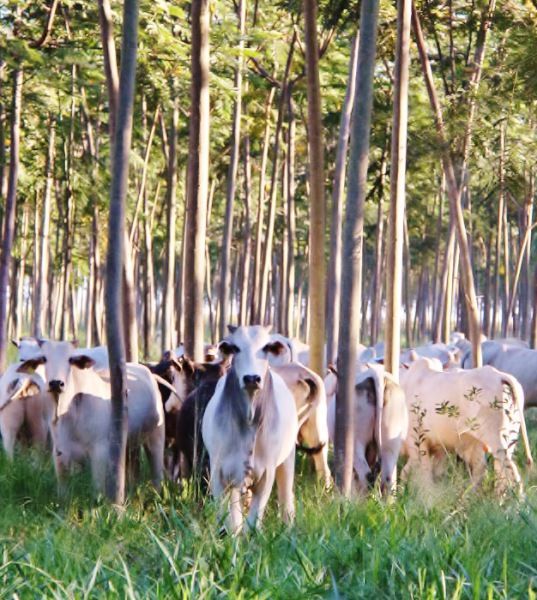 embrapa vai discutir a descarbonizacao da pecuaria em evento em sp