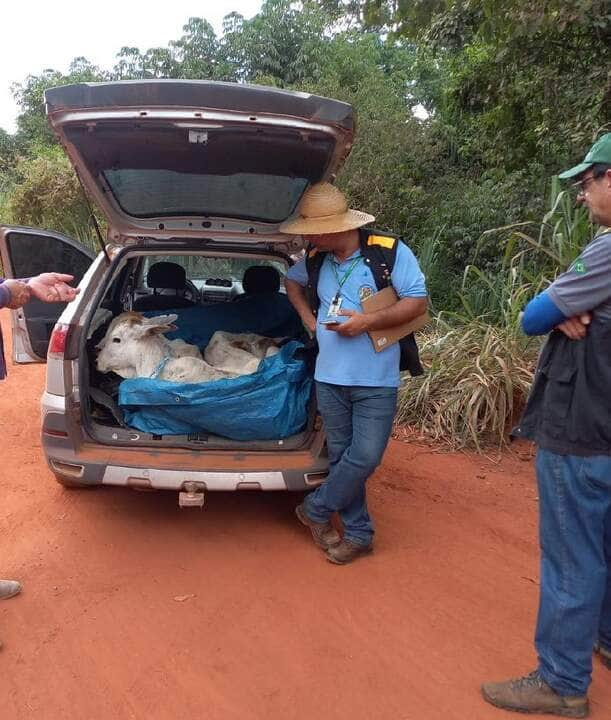 fiscais flagram bezerros sendo transportados em porta malas de carro e sem documento sanitario