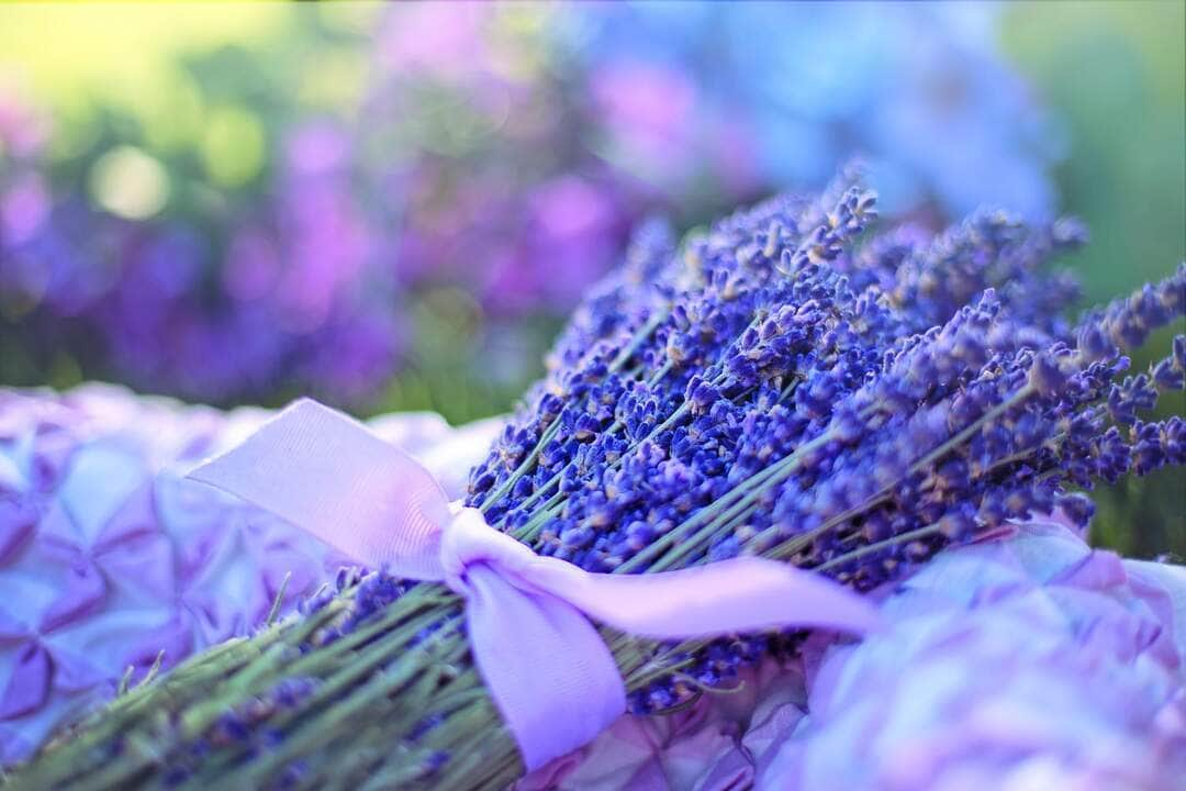 Plantas que reduzem o estresse