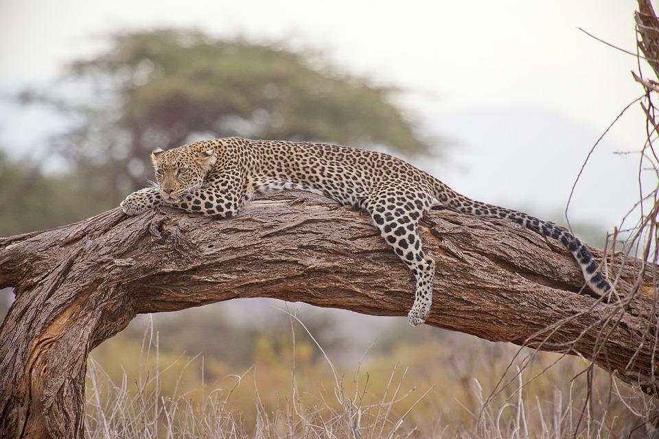 leopardo possui de 1,30 m a 1,67 m de comprimento e entre 60-70 cm de altura na cernelha - dependendo da subespécie - e pesam entre 30 e 90 kg