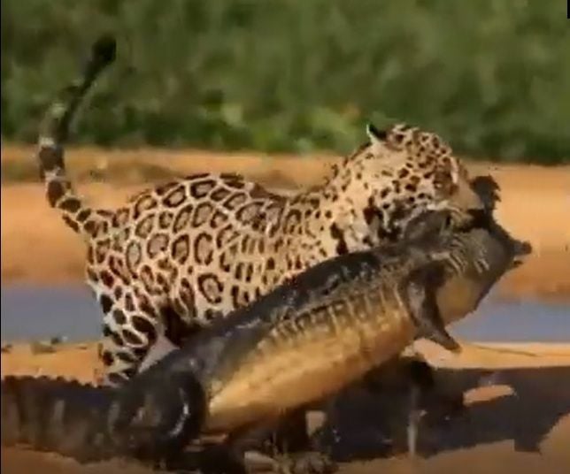 A onça-pintada ou jaguar (nome científico: Panthera onca), também conhecida como onça-preta (no caso dos indivíduos melânicos), é uma espécie de mamífero carnívoro da família dos felídeos (Felidae) encontrada nas Américas