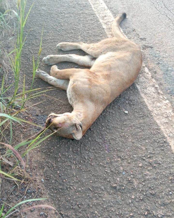 Onça-parda ou puma (nome científico: Puma concolor) é um mamífero carnívoro da família dos felídeos (Felidae) e gênero Puma, nativo da América.