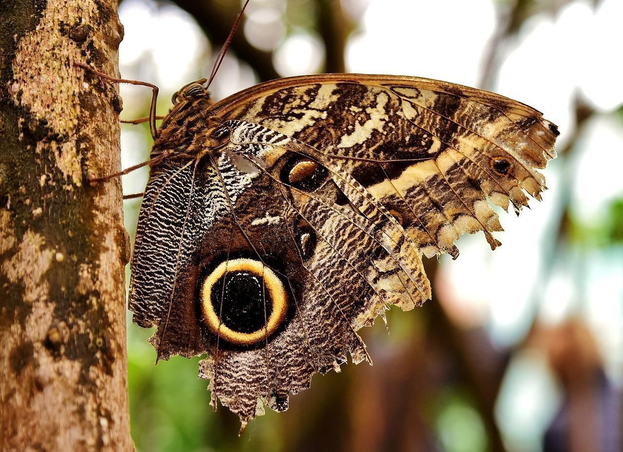 owl butterfly g3143aff9a 1280