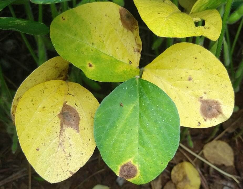 sintoma de mancha alvo joaoascari