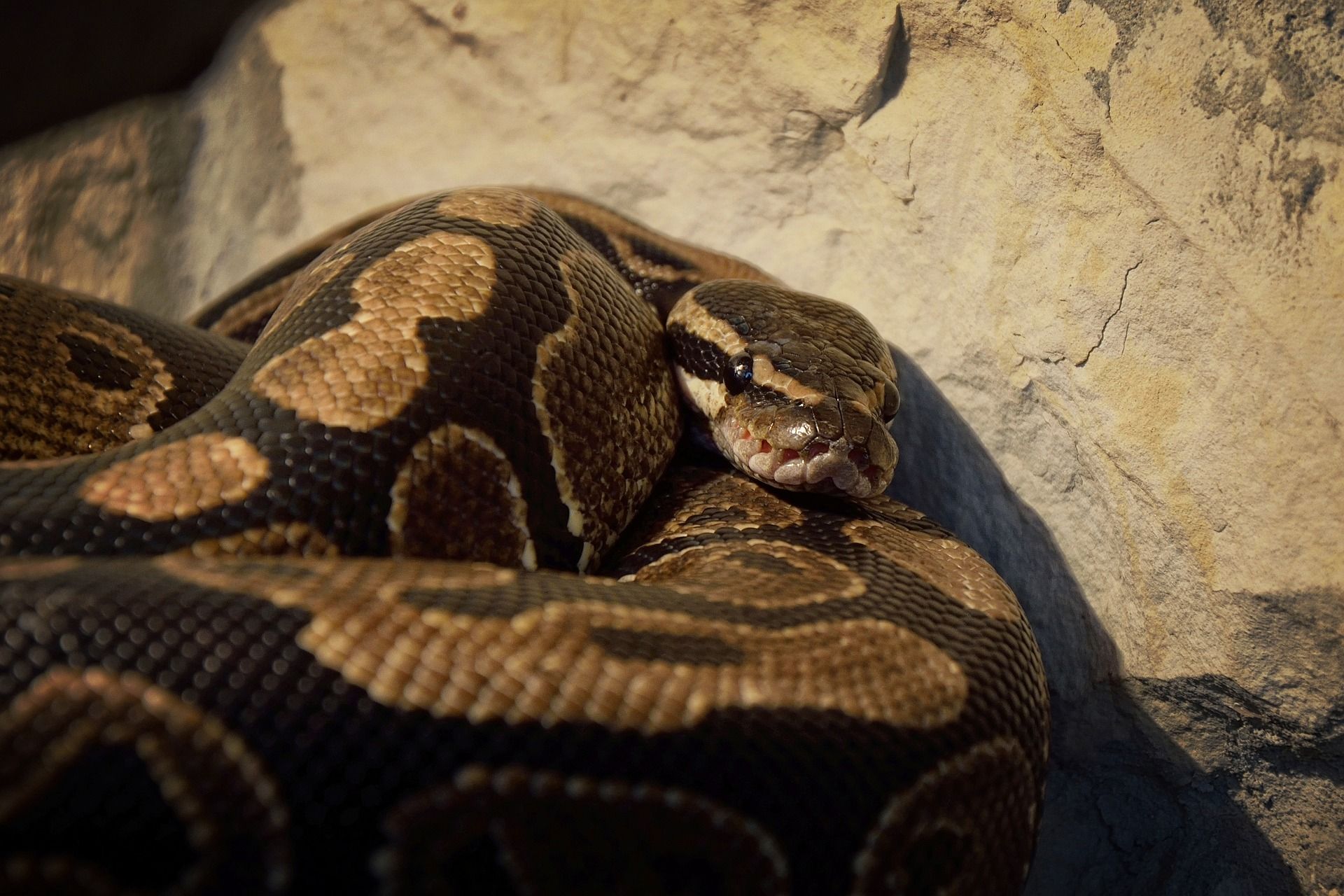 As píton birmanesas são a terceira maior cobra do mundo perdendo apenas para a píton reticulada e para a sucuri.