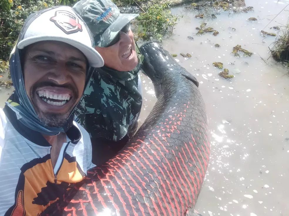 É um peixe que é encontrado geralmente na bacia Amazônica, mais especificamente nas áreas de várzea, onde as águas são mais calmas