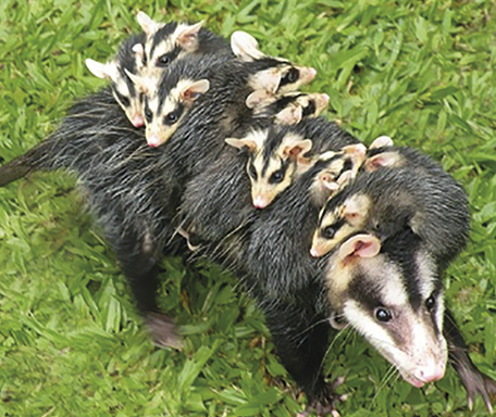 Ao contrário da maioria dos marsupiais, sua cauda é menor que seu corpo. Assim como em outros marsupiais (como o canguru), as fêmeas dos gambás possuem marsúpio e vagina bifurcada, mas nenhum dos canais é utilizado para o parto ou para a excreção de urina.