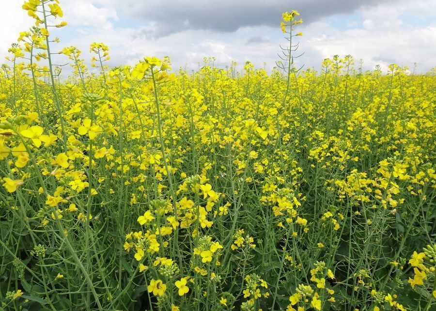 220524 AppCanola Paulo Ferreira canola florescencia