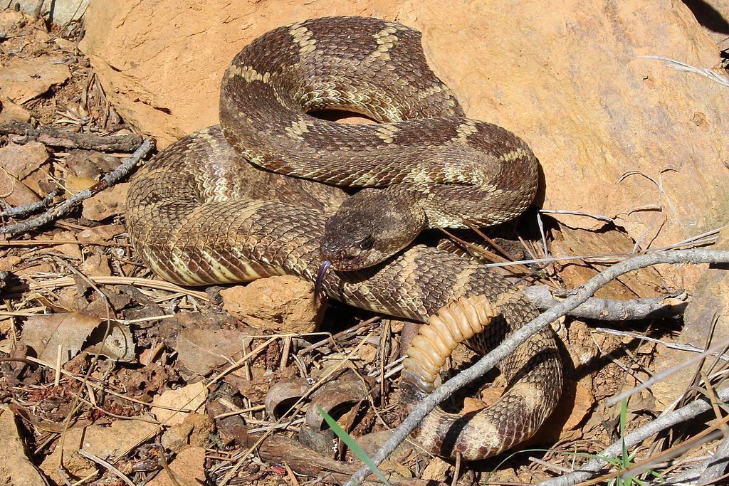 Crotalus oreganus