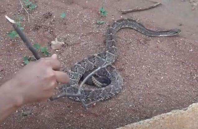 Cobra Cascavel ou cascavel é o nome genérico dado às cobras peçonhentas dos géneros Crotalus e Sistrurus. As cascavéis possuem um chocalho característico na cauda, e estão presentes em todo o continente americano.