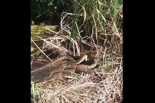 Nerodia rhombifer , comumente conhecida como a cobra d'água diamondback , é uma espécie de colubrídeo de natricina não-venenosa endêmica da região central dos Estados Unidos e norte do México . Existem três subespécies reconhecidas de N. rhombifer , incluindo as subespécies nominotípicas .