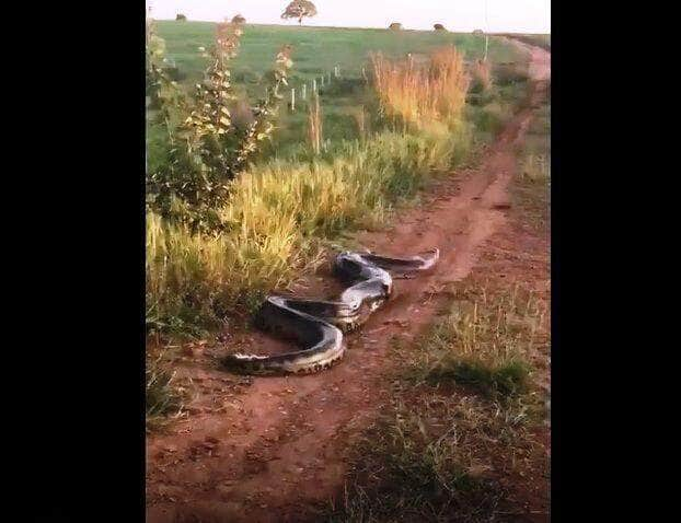 Estas cobras vivem perto de córregos, rios e lagos. Apesar de não serem ágeis em ambiente terrestre, elas são muito rápidas dentro d’água podendo ficar até 30 minutos sem respirar. Possuem hábitos crepusculares e noturnos.