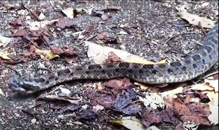 Essas serpentes apresentam grande variação em tamanho, as menores espécies não ultrapassando setenta centímetros e as maiores atingindo cerca de dois metros de comprimento.