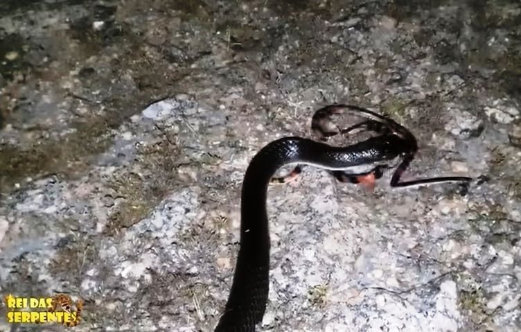 As muçurana, ou boiruna sertaneja é uma serpente que habita praticamente todos os estados da região Nordeste do Brasil