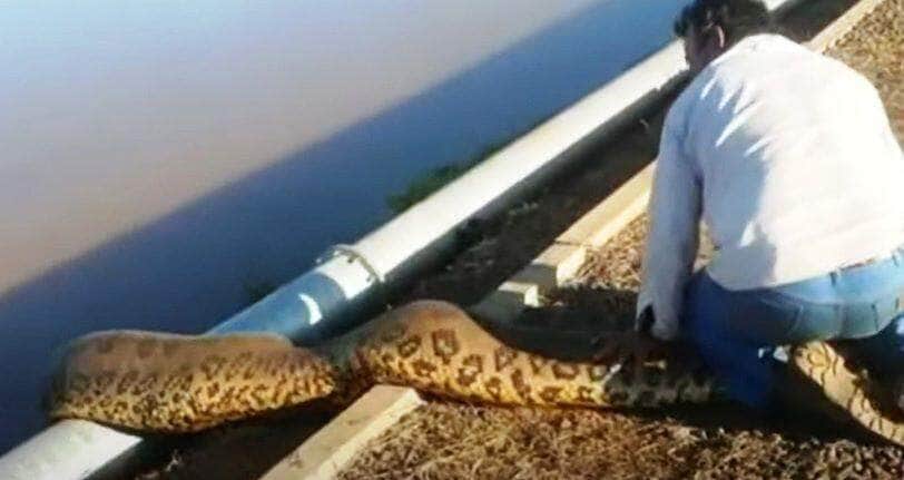 Estas cobras vivem perto de córregos, rios e lagos. Apesar de não serem ágeis em ambiente terrestre, elas são muito rápidas dentro d’água podendo ficar até 30 minutos sem respirar. Possuem hábitos crepusculares e noturnos.