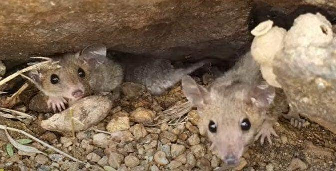 A Cuíca, Marmosops paulensis é uma espécie de marsupial da família Didelphidae, também conhecida como cuíca ou marmosa