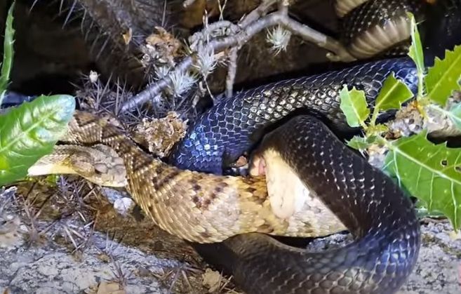 Mesmo tendo uma poderosa peçonha (veneno), a cobra cascavel não é páreo para a tão temida muçurana.