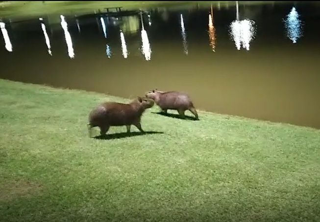 Filhote de raposa é encontrado dentro de residência e capivara é