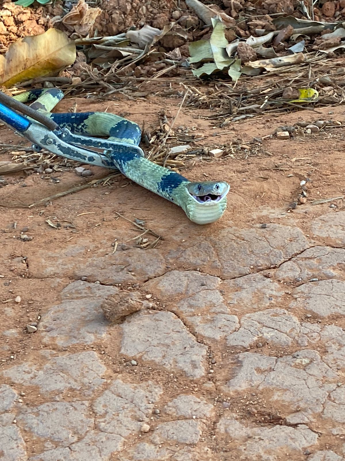 A cobra não é peçonhenta e de acordo com o Biólogo Henrique – O Biólogo das Cobras - trata-se de uma Xenodon Merremii, conhecida popularmente pelo nome de cobra Capitão-do-Mato ou Boipeva.