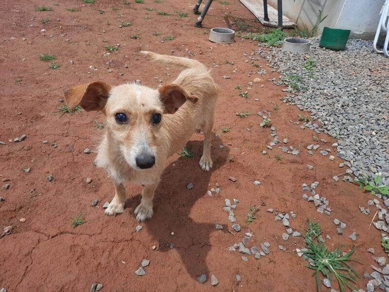 apos castracao protetoras celebram conquista de lar para animais resgatados