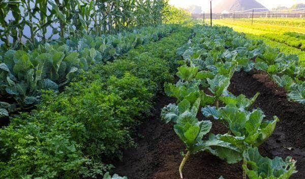 dia de campo apresentou a realidade de uma horta dentro da cidade