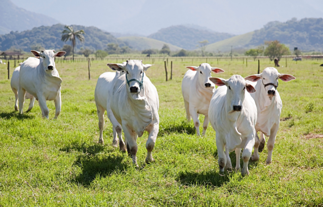 Mato Grosso negocia 50 mil toneladas de carne bovina em novembro