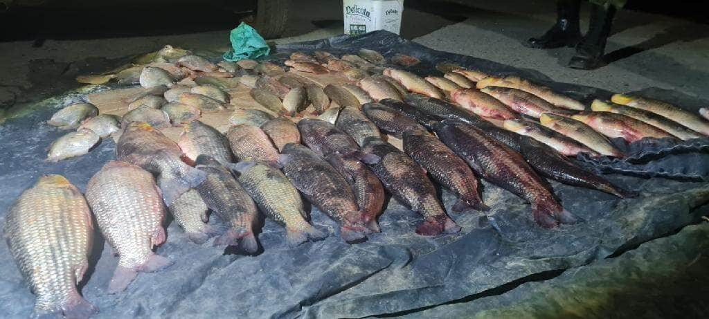 homem e preso transportando 53 quilos de pescado irregular em santo antonio do leverger