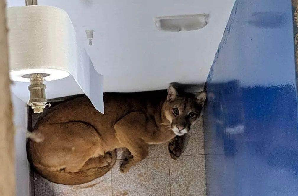 É o maior membro da dos felíneos (Felinae), medindo até 155 centímetros de comprimento, sem a cauda, e pesando até 72 quilos, com porte subfamília semelhante ao do leopardo (Panthera pardus), sendo o segundo maior felídeo das Américas