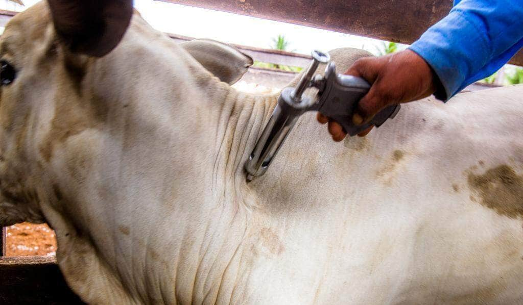 presidente do indea destaca abertura de novos mercados e maior valorizacao da carne mato grossense