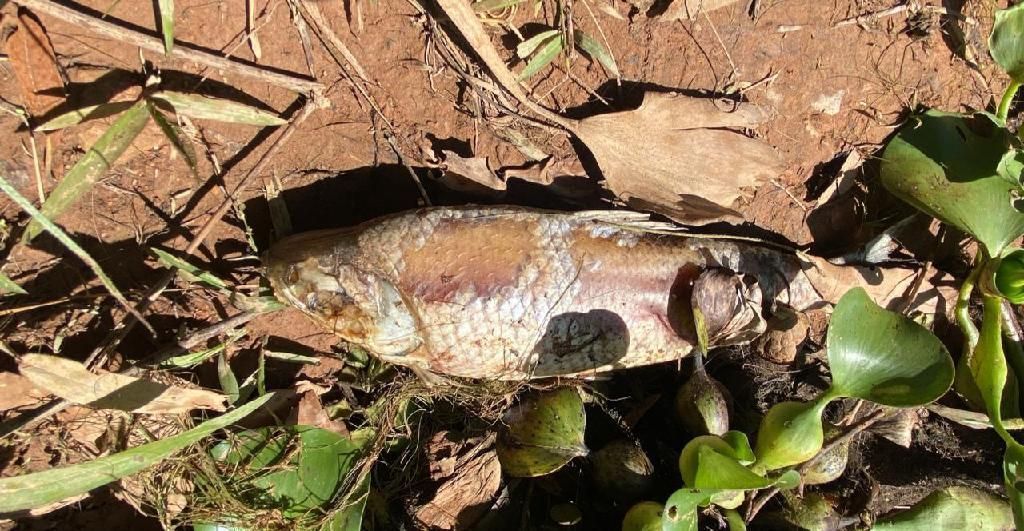 sema notifica usina hidreletrica por morte de peixes no manso