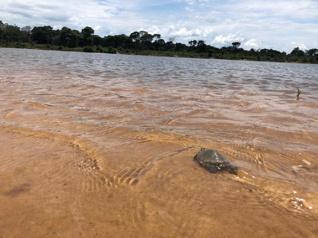 sema solta mais de 200 tartarugas resgatadas no parque estadual do araguaia