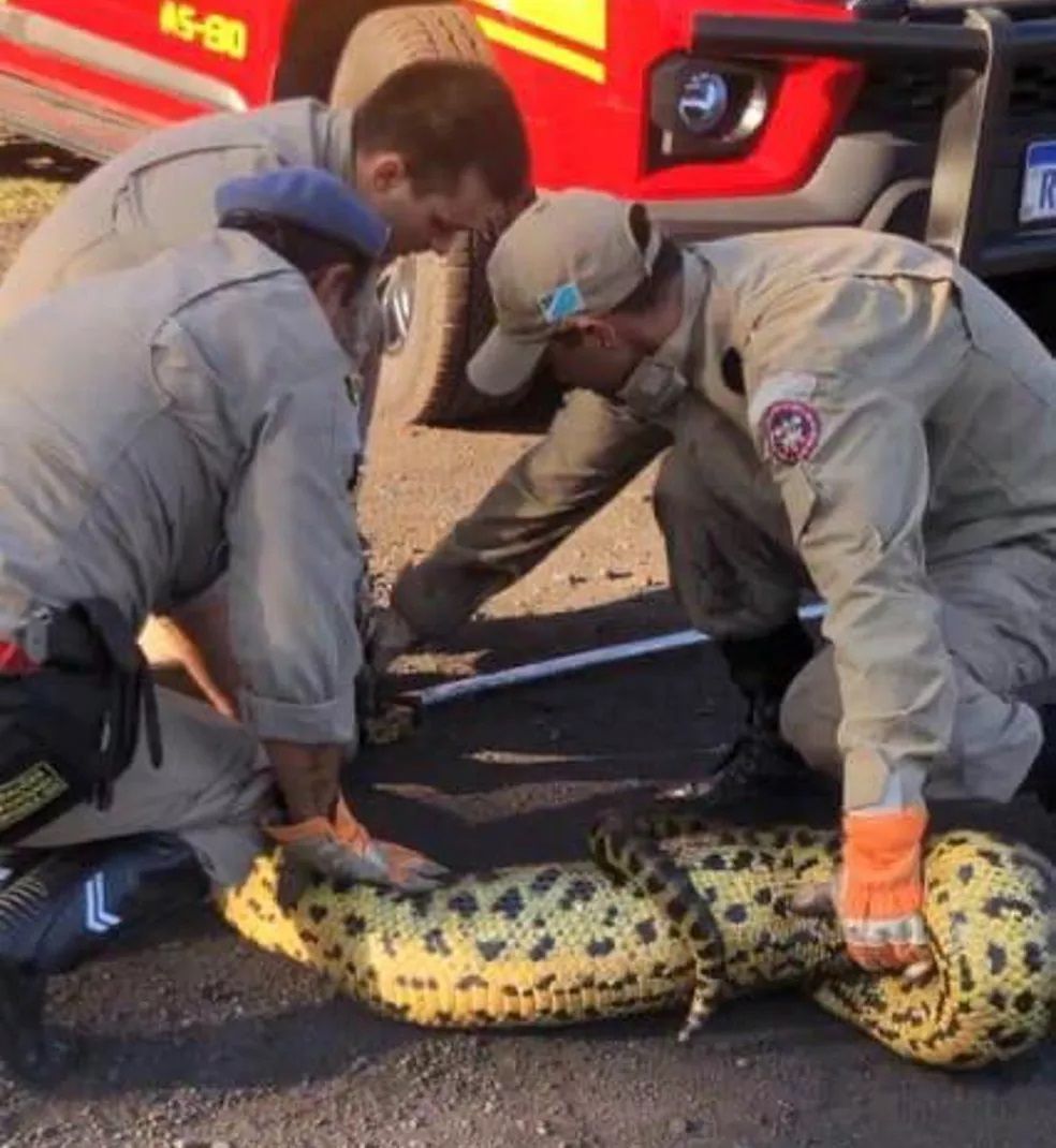 Estas cobras vivem perto de córregos, rios e lagos. Apesar de não serem ágeis em ambiente terrestre, elas são muito rápidas dentro d’água podendo ficar até 30 minutos sem respirar. Possuem hábitos crepusculares e noturnos.