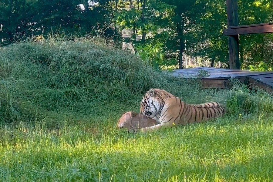 tigre india capturado em santuario no