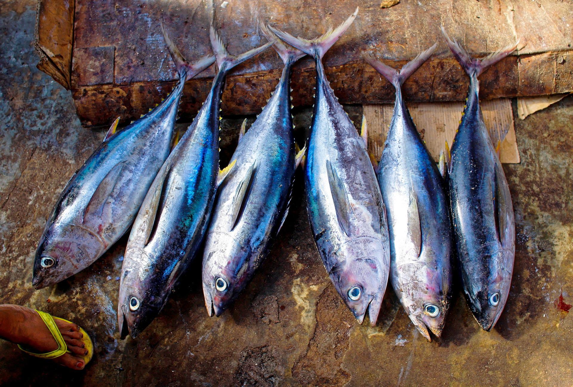 Você sabe qual peixe enlatado em óleo tem mais calorias?