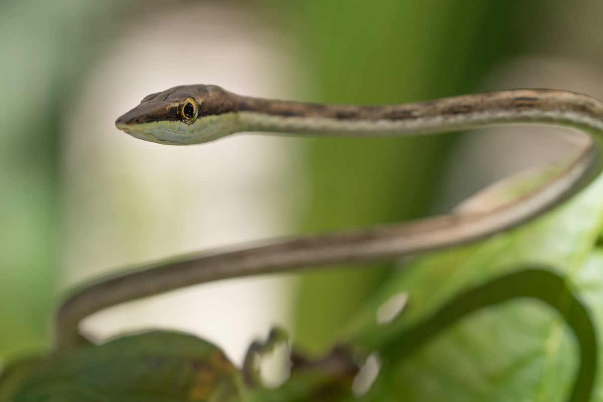 A cobra-cipó-marrom é uma serpente que chama a atenção pelas suas cores. Medindo pouco mais de um metro, a sua cor marrom entre o esverdeado, o que a diferencia de suas irmãs de espécie, faz com que este animal se torne uma das serpentes mais bonitas do cerrado brasileiro.